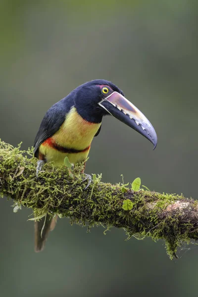 Yakalı Aracari Pteroglossus Torquatus Kosta Rika Ormandan Gelen Güzel Renkli — Stok fotoğraf