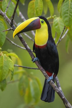 Sarı gerdanlı toucan - Ramphastos ambiguus, Kosta Rika ormandan gelen büyük renkli toucan.