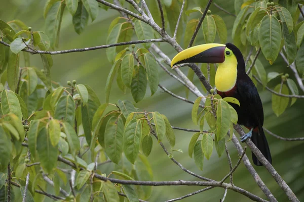 Yellow Throated Toucan Ramphastos Ambiguus Large Colorful Toucan Costa Rica — Stock Photo, Image