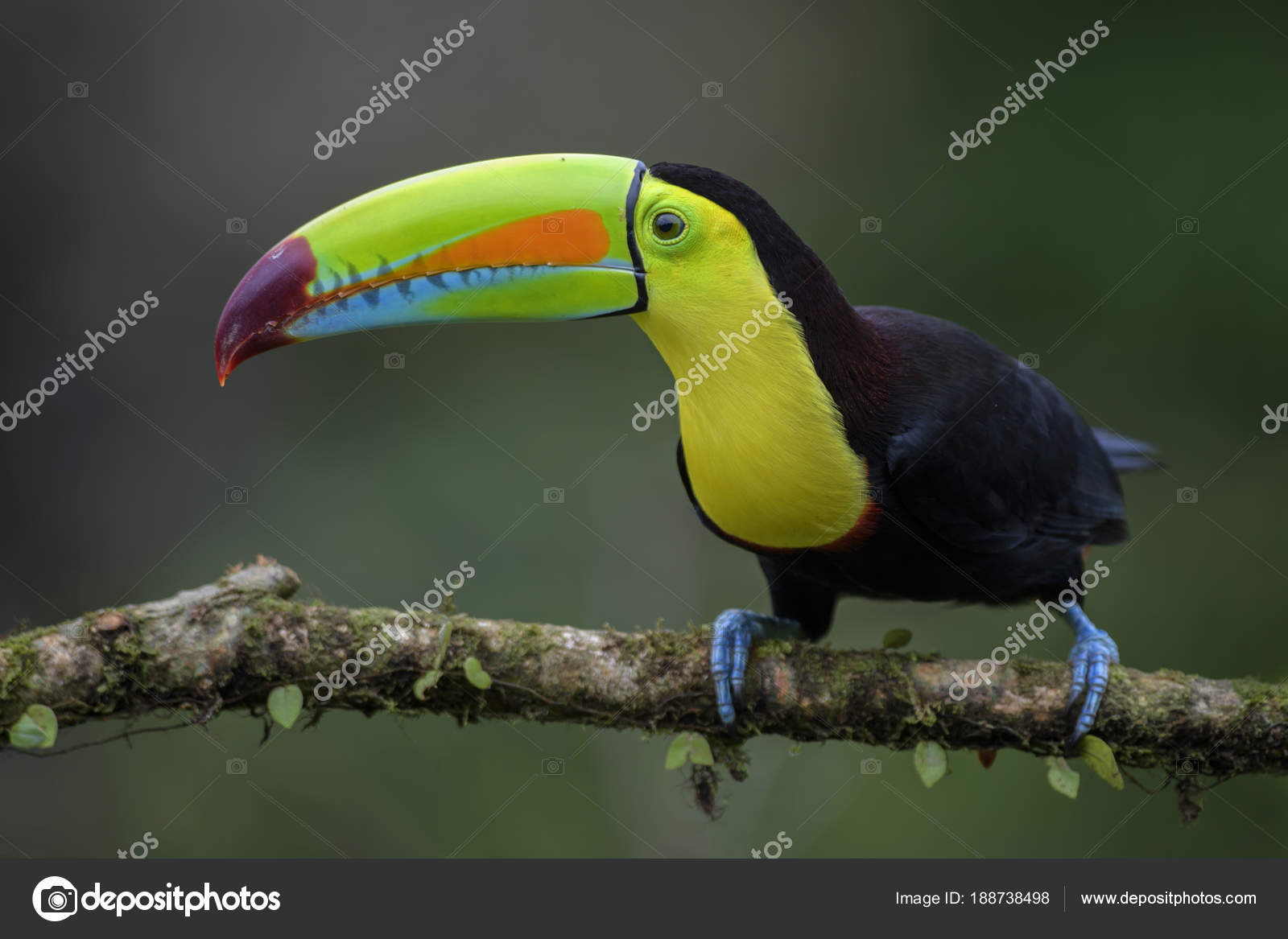 Keel Billed Toucan Ramphastos Sulfuratus Large Colorful Toucan Costa Rica Stock Photo Image By C Dhdeposit18