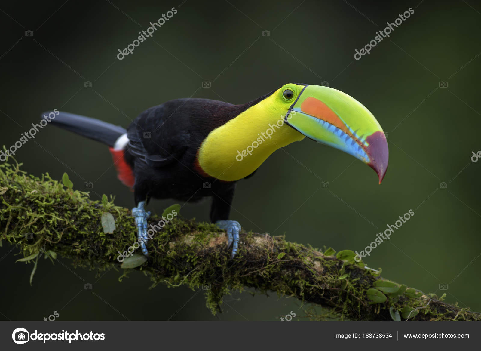 Keel Billed Toucan Ramphastos Sulfuratus Large Colorful Toucan Costa Rica Stock Photo Image By C Dhdeposit18