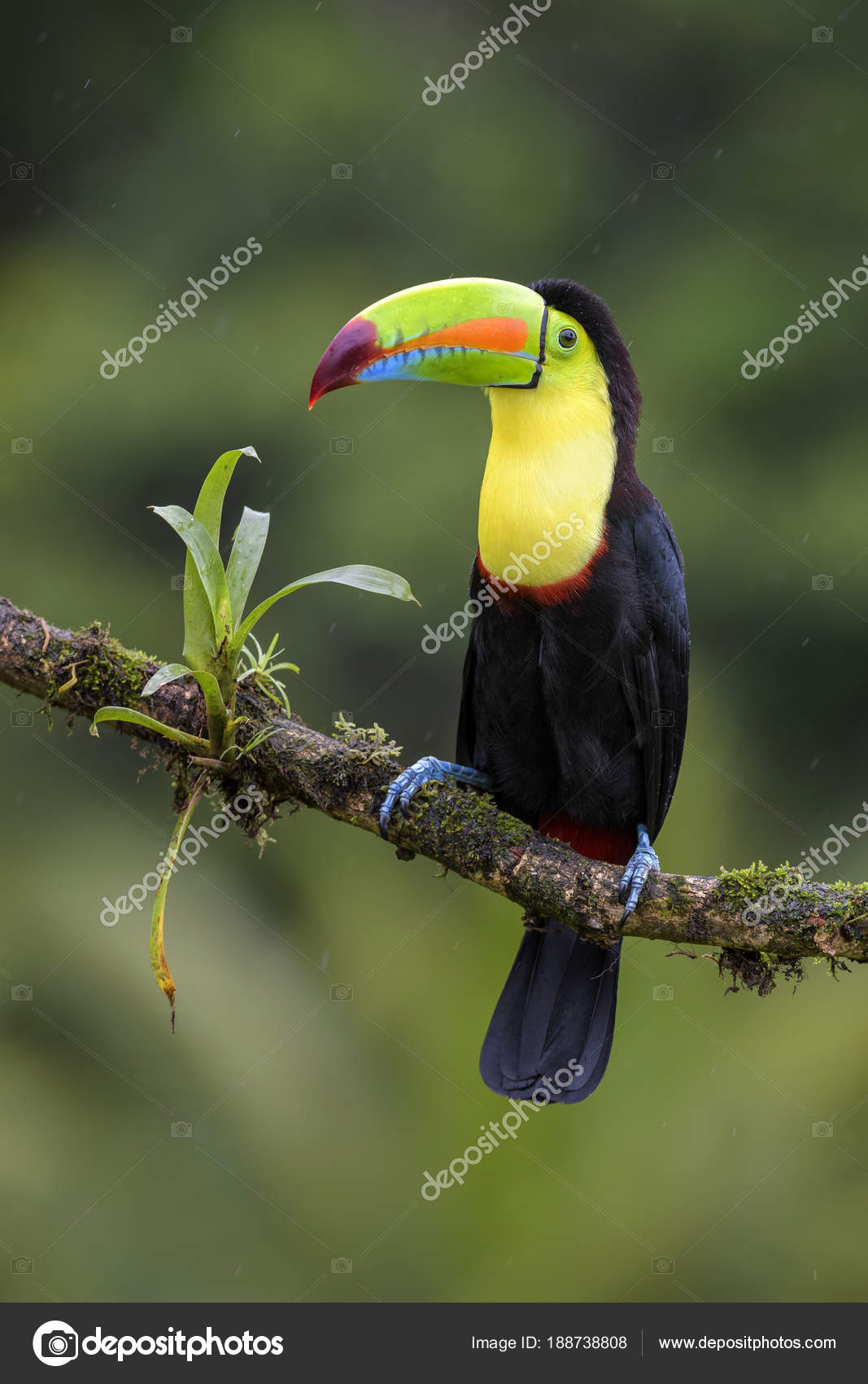 Keel Billed Toucan Ramphastos Sulfuratus Large Colorful Toucan Costa Rica Stock Photo Image By C Dhdeposit18