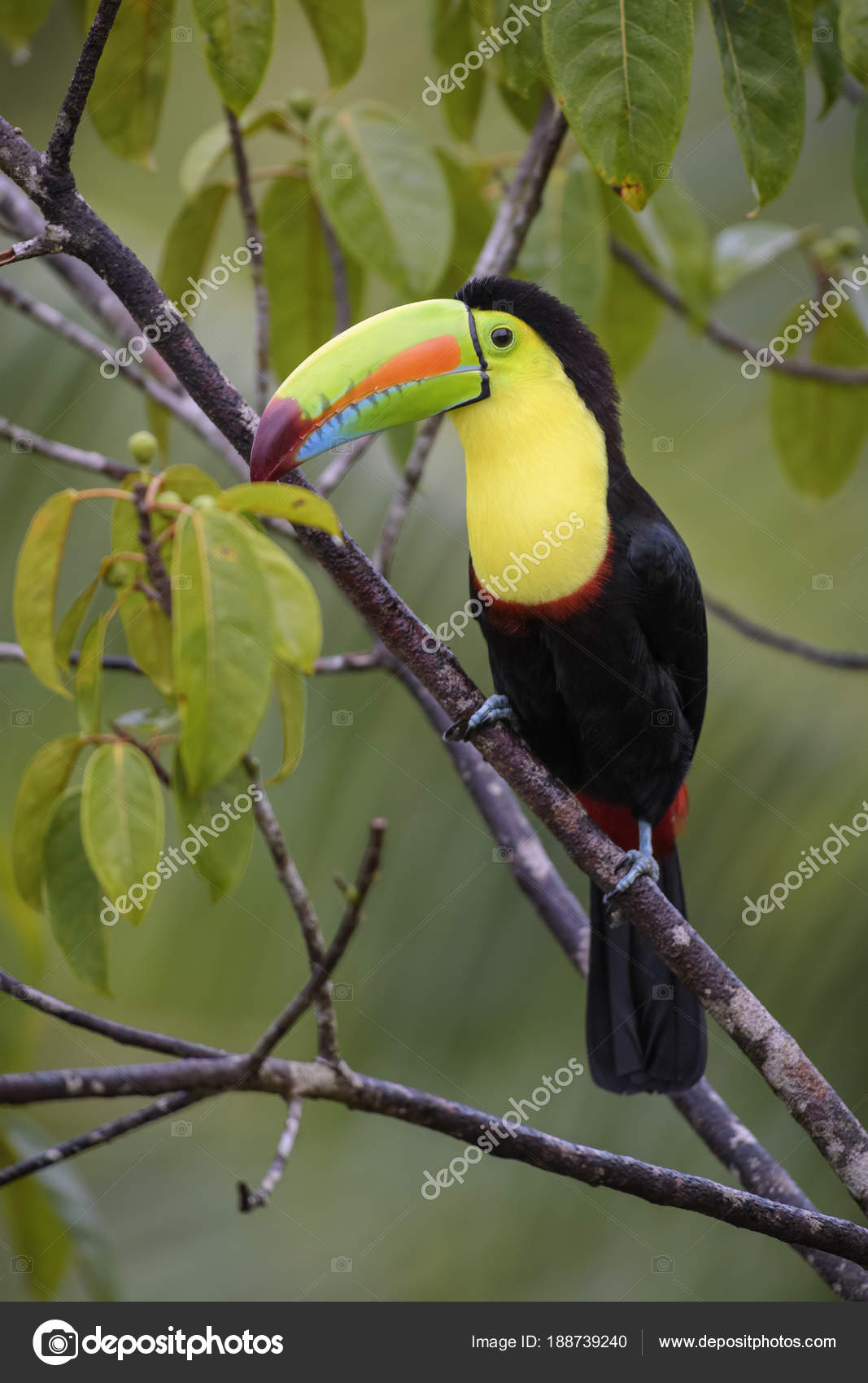 Keel Billed Toucan Ramphastos Sulfuratus Large Colorful Toucan Costa Rica Stock Photo Image By C Dhdeposit18