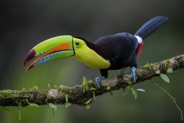 Yılan gagalı Toucan - Ramphastos sülfuratus, Kosta Rika ormanından çok renkli gagalı büyük renkli tukan.