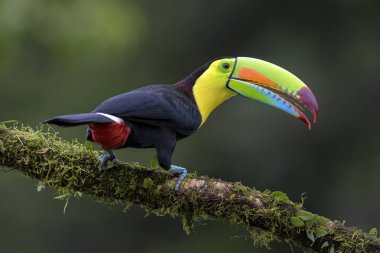 Yılan gagalı Toucan - Ramphastos sülfuratus, Kosta Rika ormanından çok renkli gagalı büyük renkli tukan.
