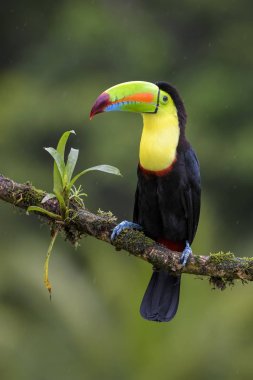 Yılan gagalı Toucan - Ramphastos sülfuratus, Kosta Rika ormanından çok renkli gagalı büyük renkli tukan.