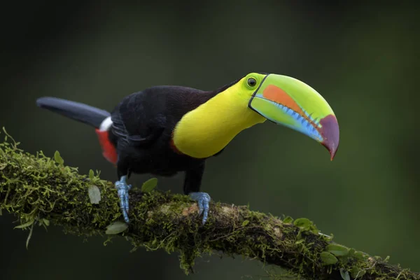 Κίελο Billed Toucan Ramphastos Sulfuratus Μεγάλο Πολύχρωμο Τουκάν Από Δάσος — Φωτογραφία Αρχείου