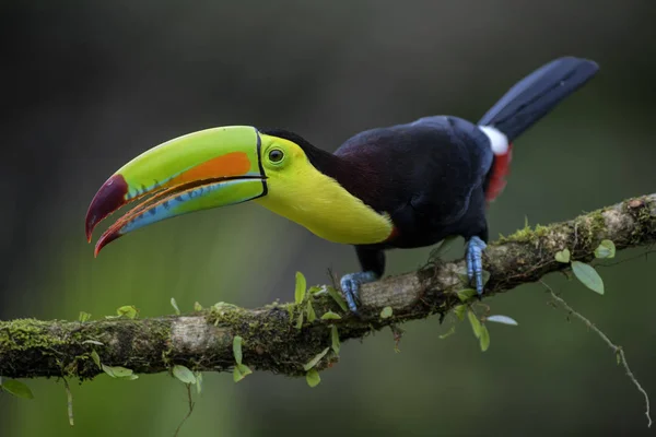 Yılan gagalı Toucan - Ramphastos sülfuratus, Kosta Rika ormanından çok renkli gagalı büyük renkli tukan.