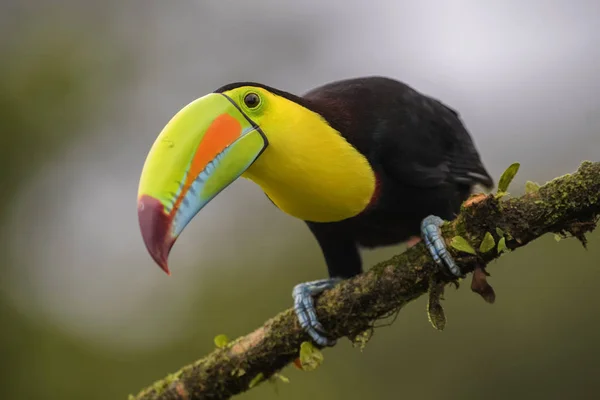 Yılan Gagalı Toucan Ramphastos Sülfuratus Kosta Rika Ormanından Çok Renkli — Stok fotoğraf