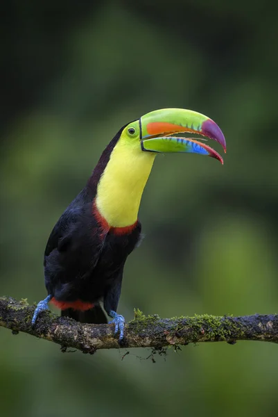 Keel Faturado Toucan Ramphastos Sulfuratus Grande Tucano Colorido Floresta Costa — Fotografia de Stock