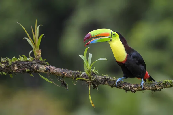 Yılan gagalı Toucan - Ramphastos sülfuratus, Kosta Rika ormanından çok renkli gagalı büyük renkli tukan.