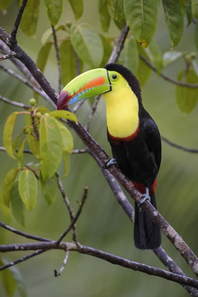 Yılan Gagalı Toucan Ramphastos Sülfuratus Kosta Rika Ormanından Çok Renkli — Stok fotoğraf