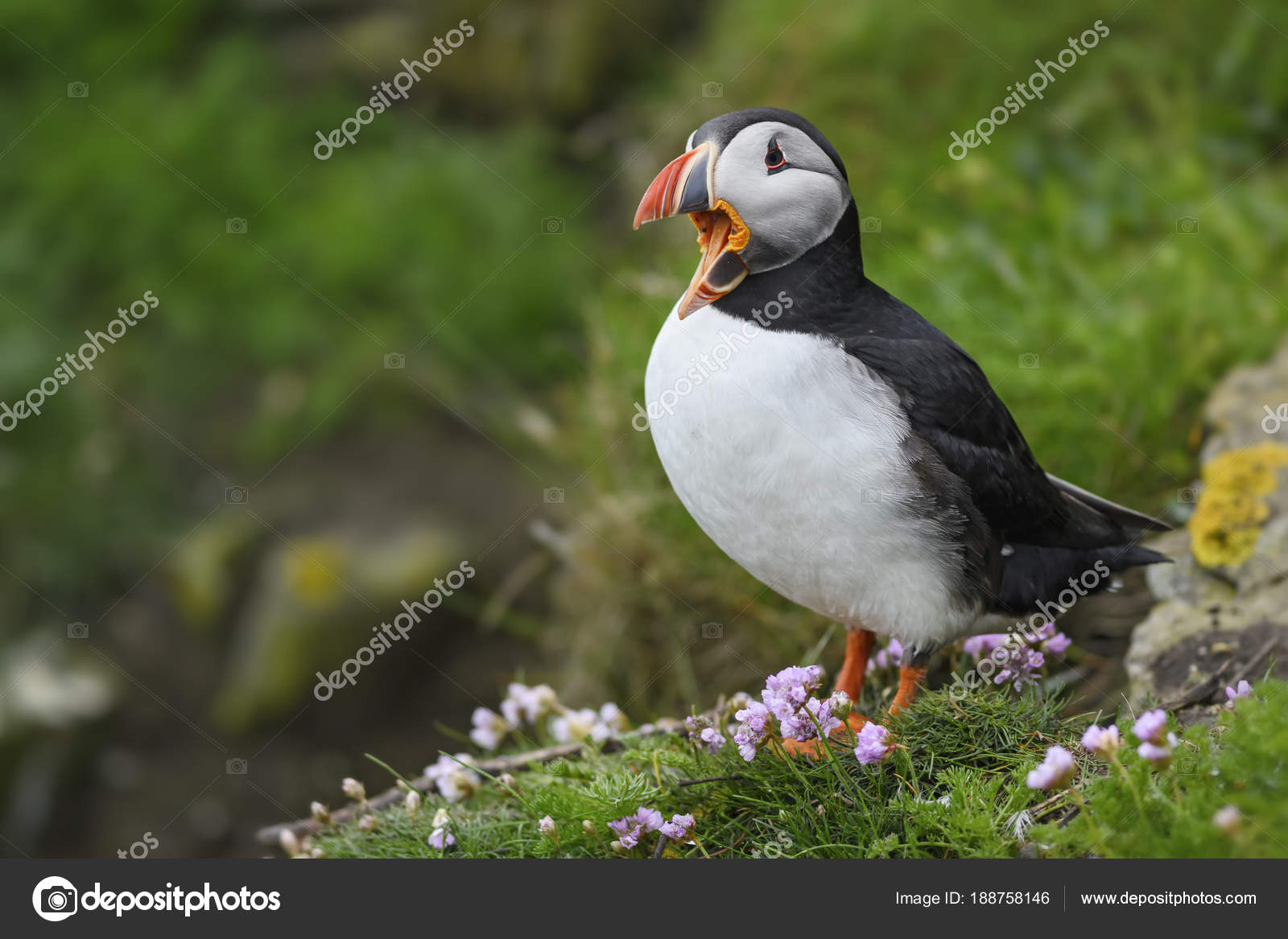 Macareux Moine Fratercula Arctica Bel Oiseau Mer Coloré