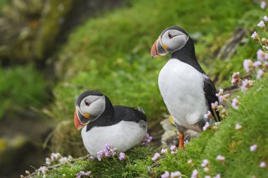 Atlantik martı - Fratercula arctica, güzel renkli deniz kuş Atlas Okyanusu'nda, Shetlands Balık tutma.
