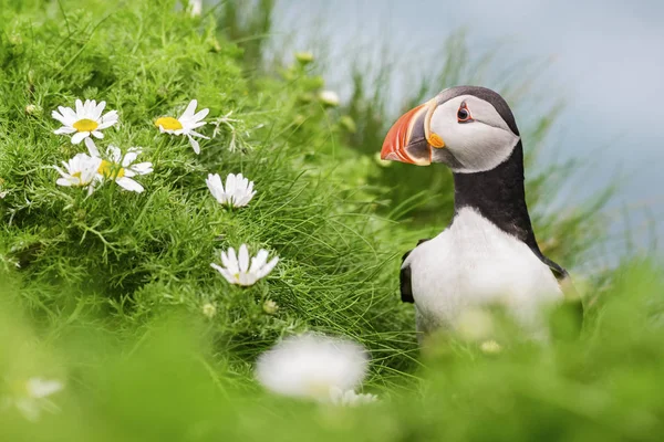 Atlantic Puffin Fratercula Arctica Beautiful Colorful Sea Bird Fishing Atlantic — Stock Photo, Image