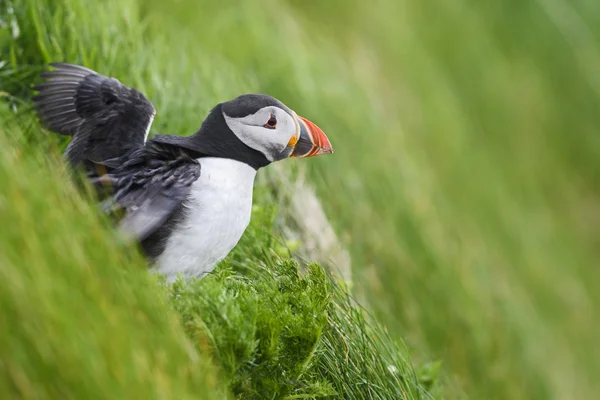 大西洋 Puffin Fratercula アークティカ 美しいカラフルな海鳥 Shetlands 大西洋での釣り — ストック写真