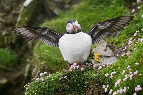 Atlantischer Papageitaucher Fratercula Arctica Schöne Bunte Seevögel Angeln Atlantik Shetlands — Stockfoto