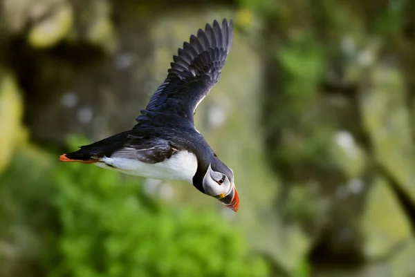 Maskonur Fratercula Arctica Piękny Kolorowy Ptak Morze Wędkowanie Oceanie Atlantyckim — Zdjęcie stockowe