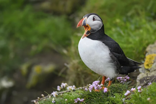 Atlanti Lunda Fratercula Arctica Halászat Atlanti Óceán Shetlands Gyönyörű Színes — Stock Fotó