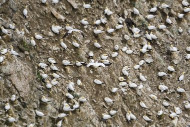 Kuzey Gannet - Sula bassana, Atlantik Okyanusu, Shetlands, İngiltere'de hızlı beyaz kuş
