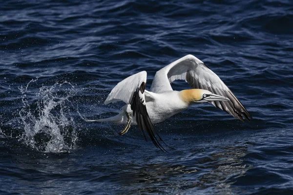 Havssula Sula Bassana Snabbt Vit Fågel Atlanten Shetlandsöarna Storbritannien — Stockfoto