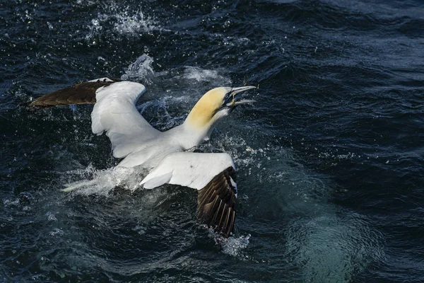 Basstölpel Sula Bassana Schneller Weißer Vogel Atlantik Shetlands Großbritannien — Stockfoto