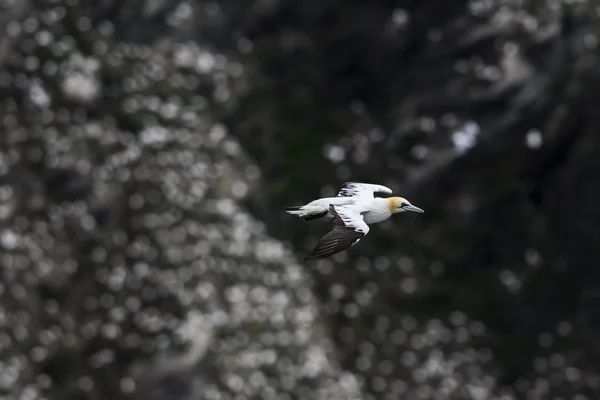 Northern Gannet Sula Bassana Fast White Bird Atlantic Ocean Shetlands — Stock Photo, Image