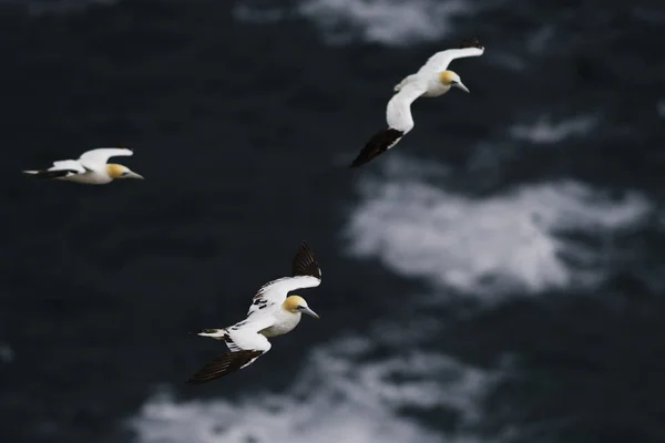 Głuptak Sula Serrator Szybko Biały Ptak Oceanie Atlantyckim Shetlands Wielka — Zdjęcie stockowe