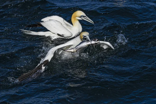 Northern Gannet Sula Bassana Pássaro Branco Rápido Oceano Atlântico Shetlands — Fotografia de Stock