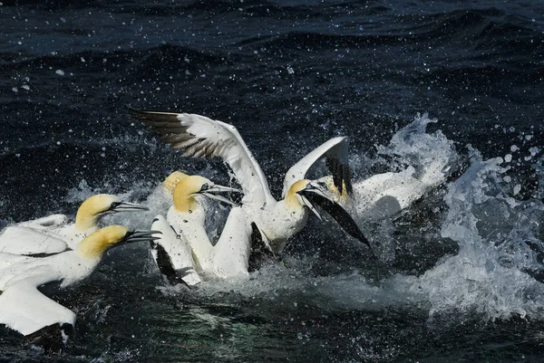 Northern Gannet Sula Bassana Fast White Bird Atlantic Ocean Shetlands — Stock Photo, Image