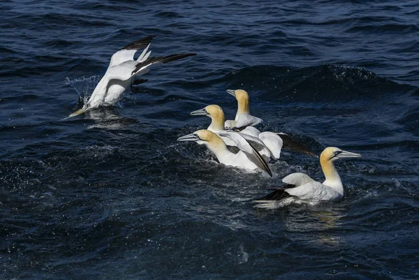 Northern Gannet Sula Bassana Fast White Bird Atlantic Ocean Shetlands — Stock Photo, Image