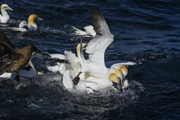 Kuzey Gannet Sula Bassana Atlantik Okyanusu Shetlands Ngiltere Hızlı Beyaz — Stok fotoğraf