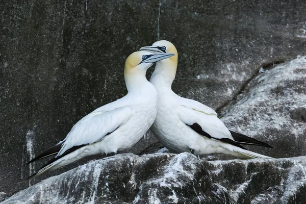 Kuzey Gannet Sula Bassana Atlantik Okyanusu Shetlands Ngiltere Hızlı Beyaz — Stok fotoğraf