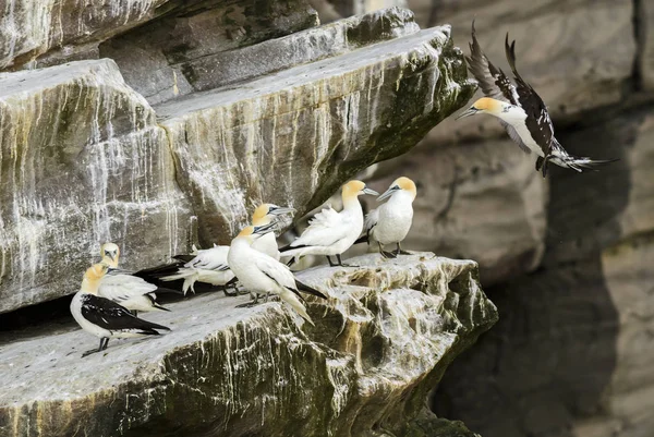 Gannet Del Norte Sula Bassana Ave Blanca Rápida Océano Atlántico —  Fotos de Stock