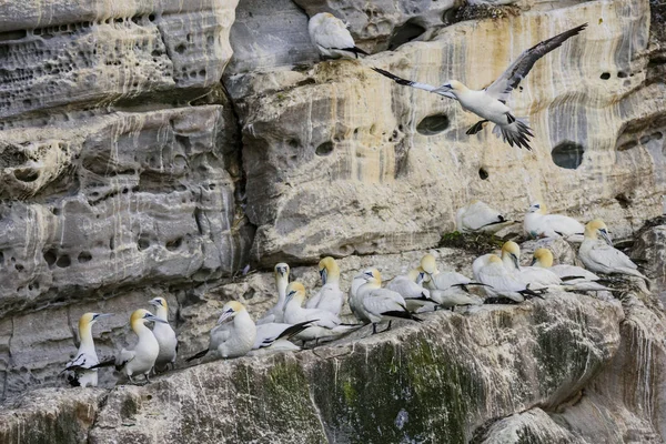 Northern Gannet Sula Bassana Pássaro Branco Rápido Oceano Atlântico Shetlands — Fotografia de Stock