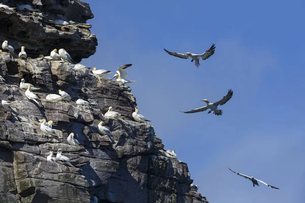 Gannet Del Norte Sula Bassana Ave Blanca Rápida Océano Atlántico — Foto de Stock