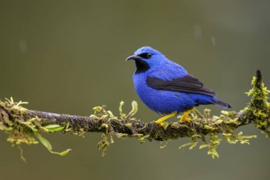 Honeycreeper - Cyanerpes lucidus, Kosta Rika dan güzel küçük mavi honeycreeper parlayan.