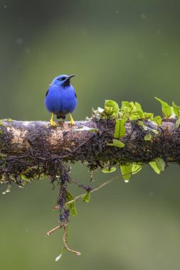 Honeycreeper - Cyanerpes lucidus, Kosta Rika dan güzel küçük mavi honeycreeper parlayan.