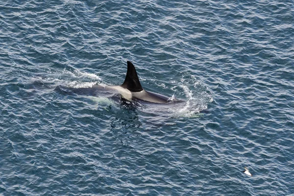 Φάλαινα Δολοφόνος Orcinus Orca Shetlands Ηνωμένο Βασίλειο — Φωτογραφία Αρχείου
