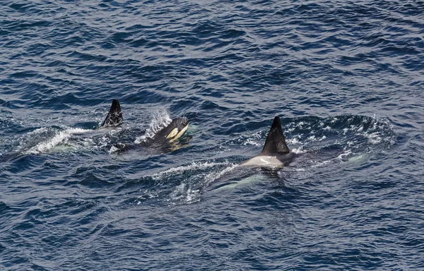 Φάλαινα Δολοφόνος Orcinus Orca Shetlands Ηνωμένο Βασίλειο — Φωτογραφία Αρχείου