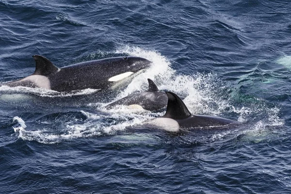 Späckhuggare Orcinus Orca Shetlandsöarna Storbritannien — Stockfoto