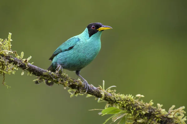 Gröna Honeycreeper Chlorophanes Spiza Vackra Små Färgglada Honeycreeper Från Costa — Stockfoto