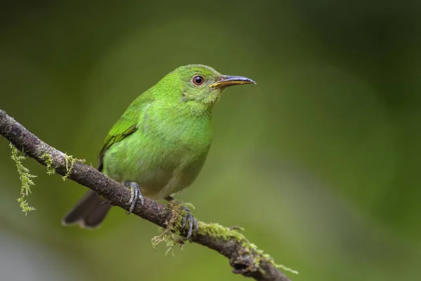 Зелений Honeycreeper Chlorophanes Spiza Гарний Маленький Барвисті Honeycreeper Від Коста — стокове фото