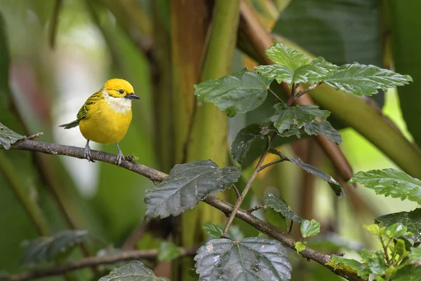 Серпокрилець Срібло Tanager Неперевірена Icterocephala Маленький Жовтий Tanager Від Коста — стокове фото