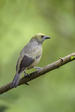 Tanager - Thraupis palmarum, Kosta Rika ormandan gelen güzel gri tanger palmiye.