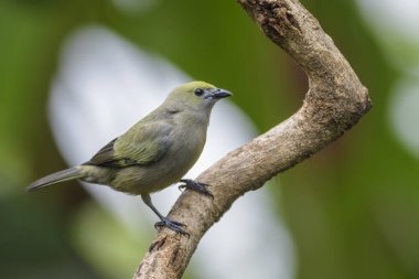 Tanager - Thraupis palmarum, Kosta Rika ormandan gelen güzel gri tanger palmiye.