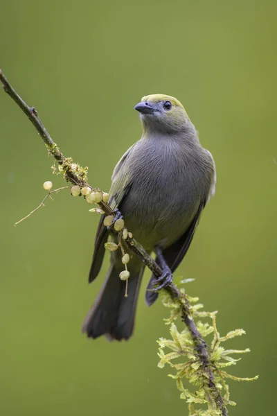 Palm Tanager Thraupis Palmarum Beautiful Gray Tanger Costa Rica Forest — Stock Photo, Image
