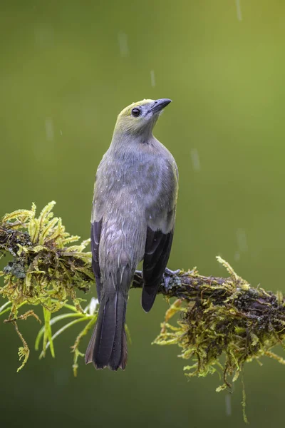 棕榈山雀 Thraupis Palmarum 美丽的灰色丹吉尔从哥斯达黎加森林 — 图库照片