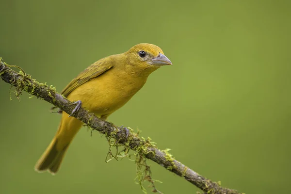 Summer Tanager Piranga Rubra Hermosa Tanager Roja Del Bosque Costa —  Fotos de Stock