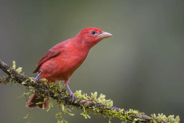 Summer Tanager Piranga Rubra Красивая Красная Танагра Леса Коста Рики — стоковое фото